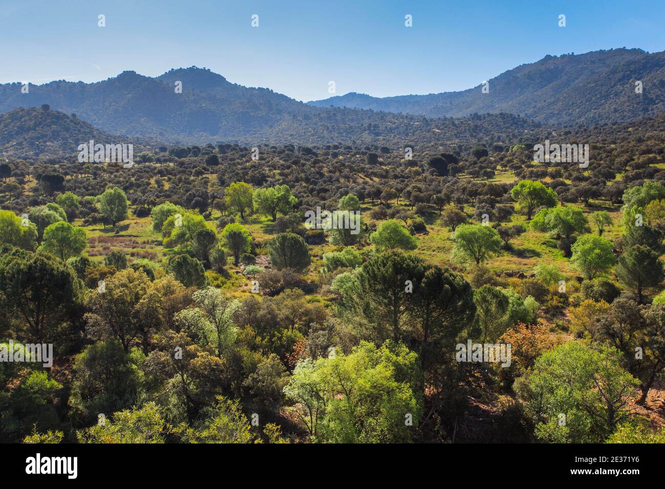 Paesaggio tipico nel Parco Nazionale della Sierra de Andujar, Spagna Foto Stock