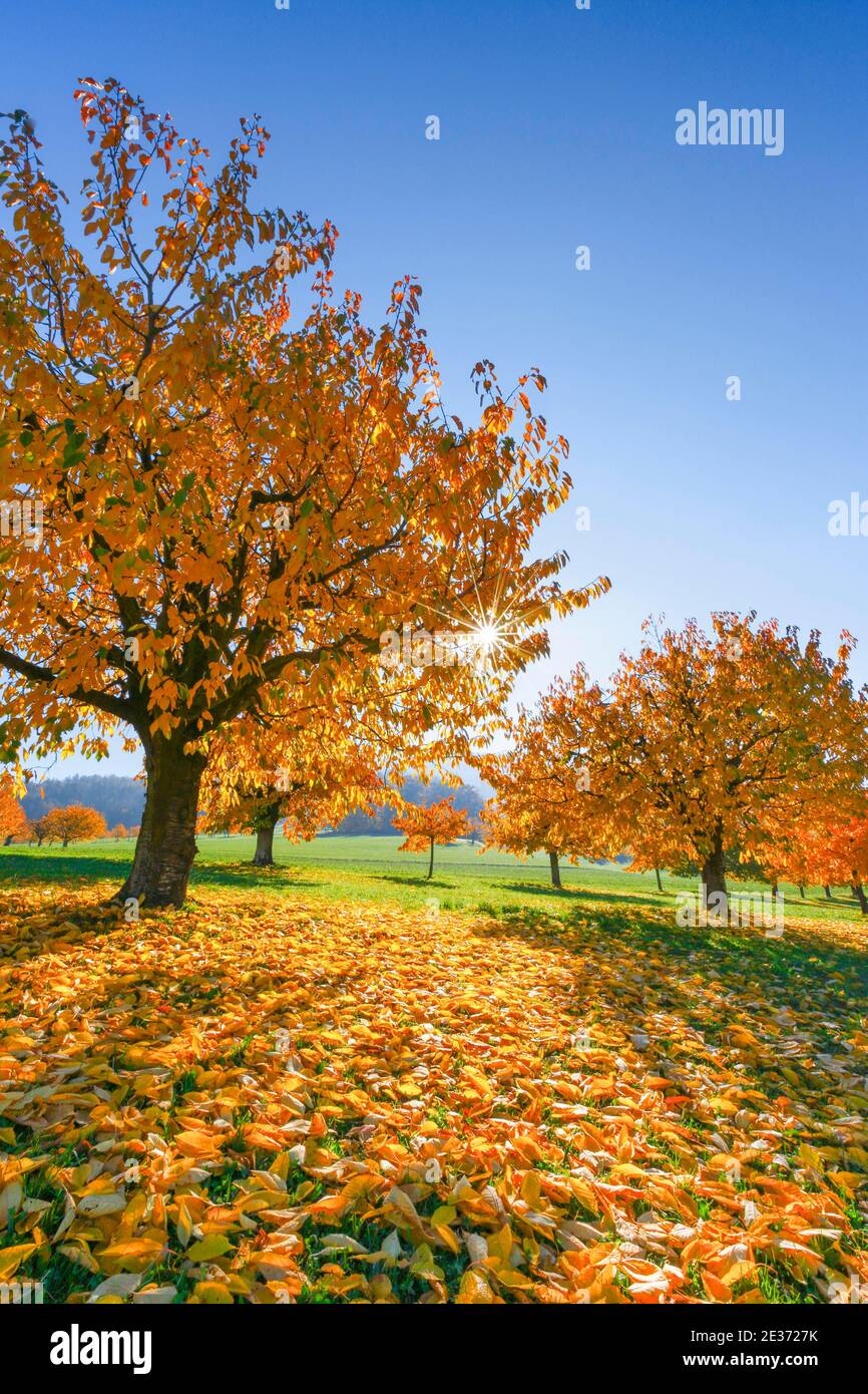 Ciliegio in autunno (Prunus avium), Basilea-Landschaft, Svizzera Foto Stock