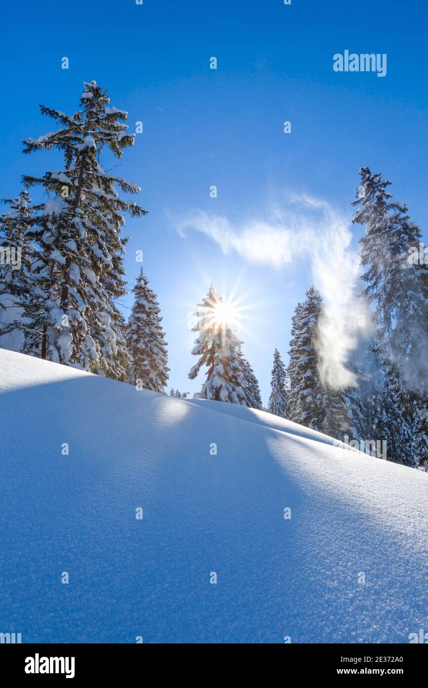 Foresta di abeti innevati, Svizzera Foto Stock