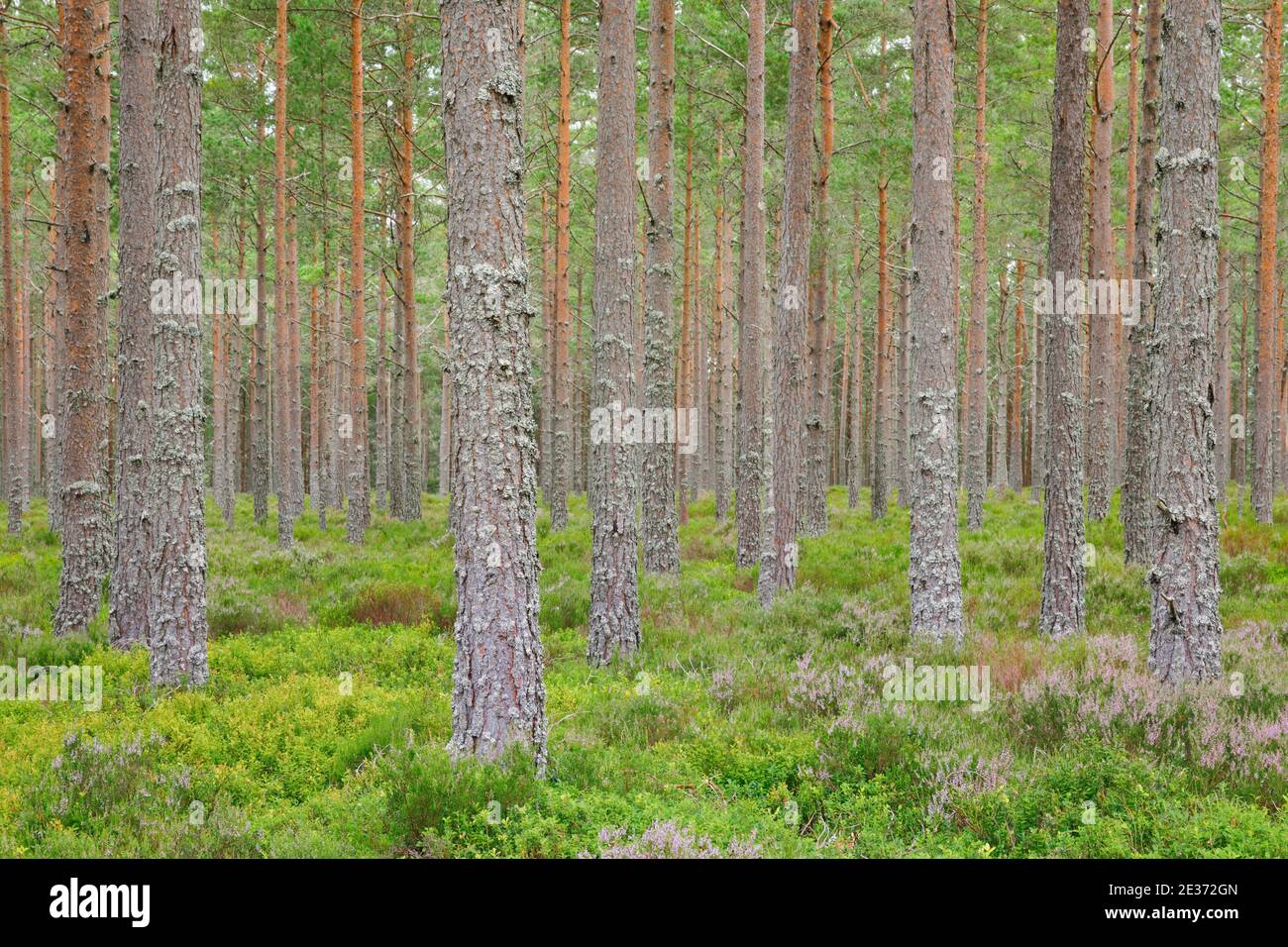 Foresta di pini Foto Stock