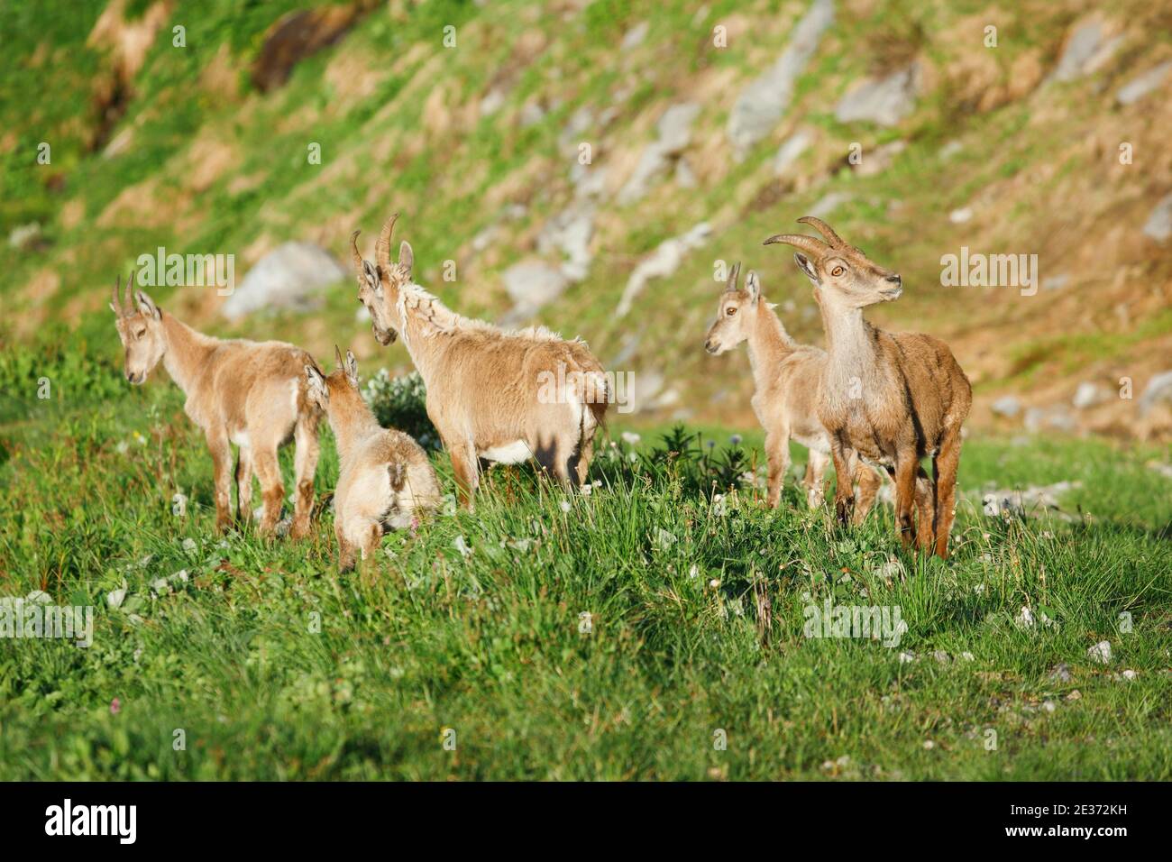 Stonecrop (Capra ibex), Ibex, Svizzera Foto Stock