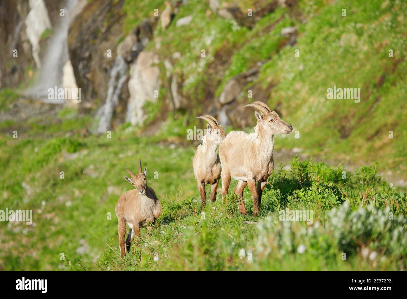 Stonecrop (Capra ibex), Ibex, Svizzera Foto Stock