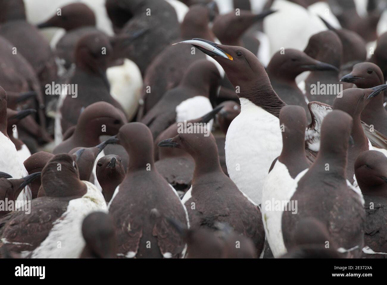 guillemot comune (Uria aalge), comune commo guillemot Foto Stock