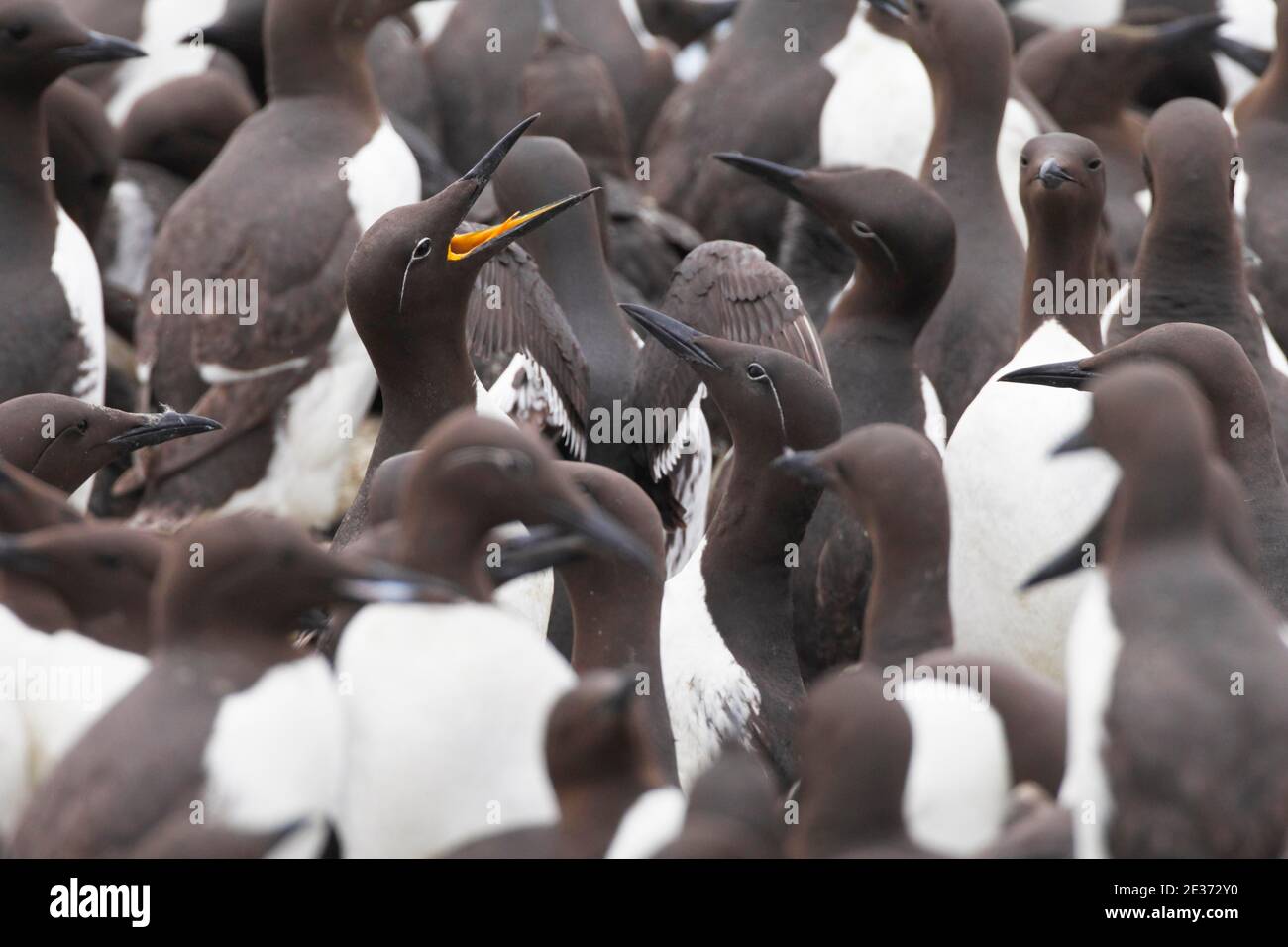guillemot comune (Uria aalge), comune commo guillemot Foto Stock