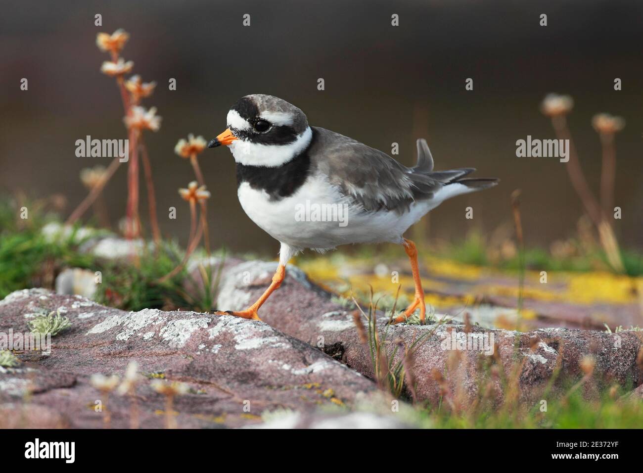 Pover con anello (Charadrius hiaticula), pover con anello Foto Stock