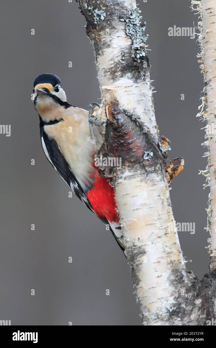 Grande picchio macchiato (Dendrocopos Major), Scozia, Gran Bretagna Foto Stock