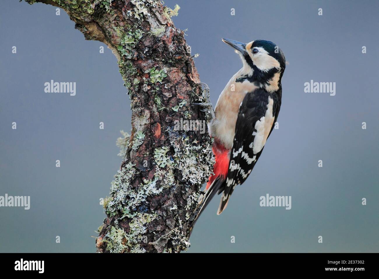 Picchio rosso maggiore (Dendrocopos major) Foto Stock