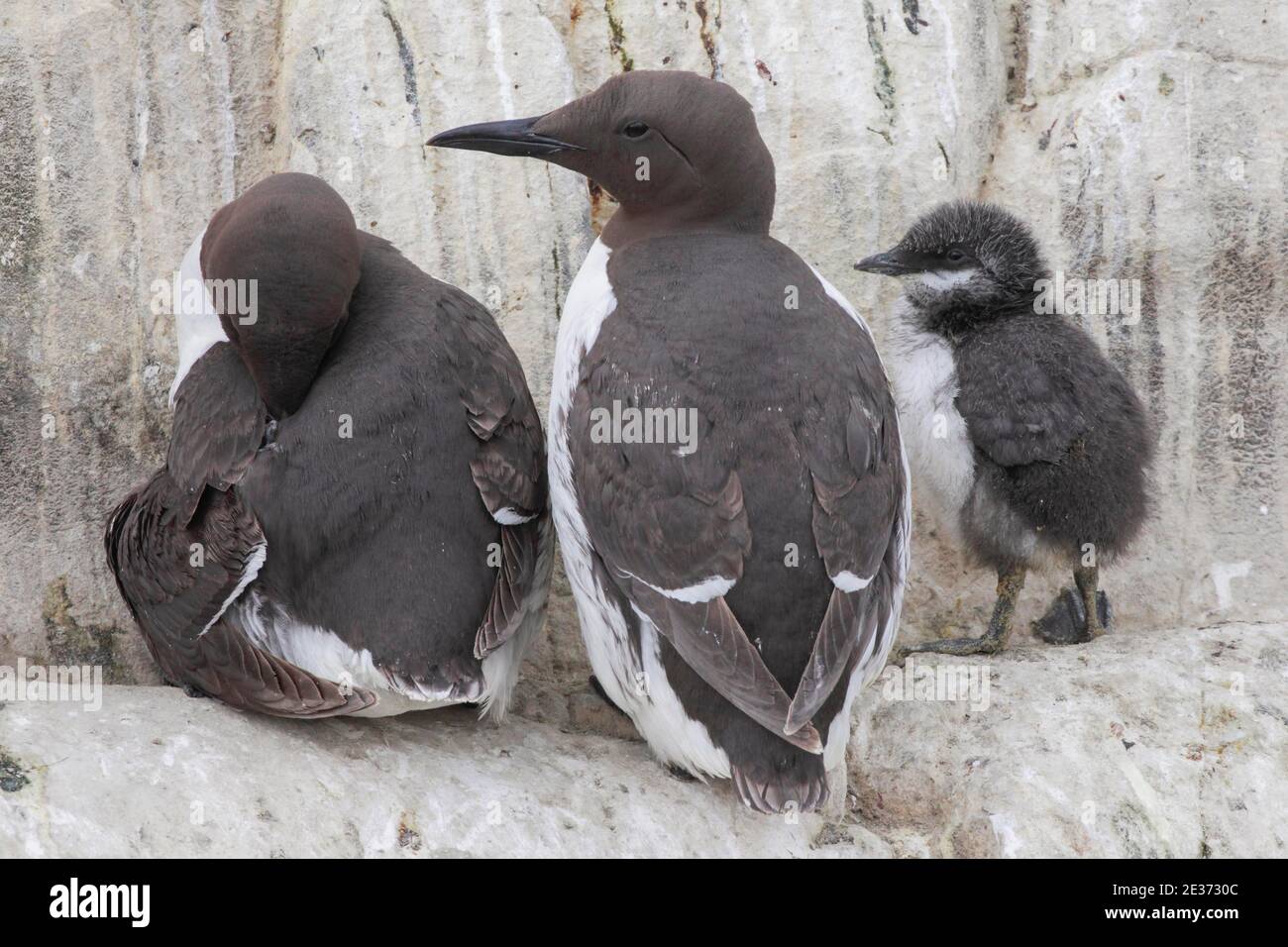 guillemot comune (Uria aalge), comune commo guillemot Foto Stock