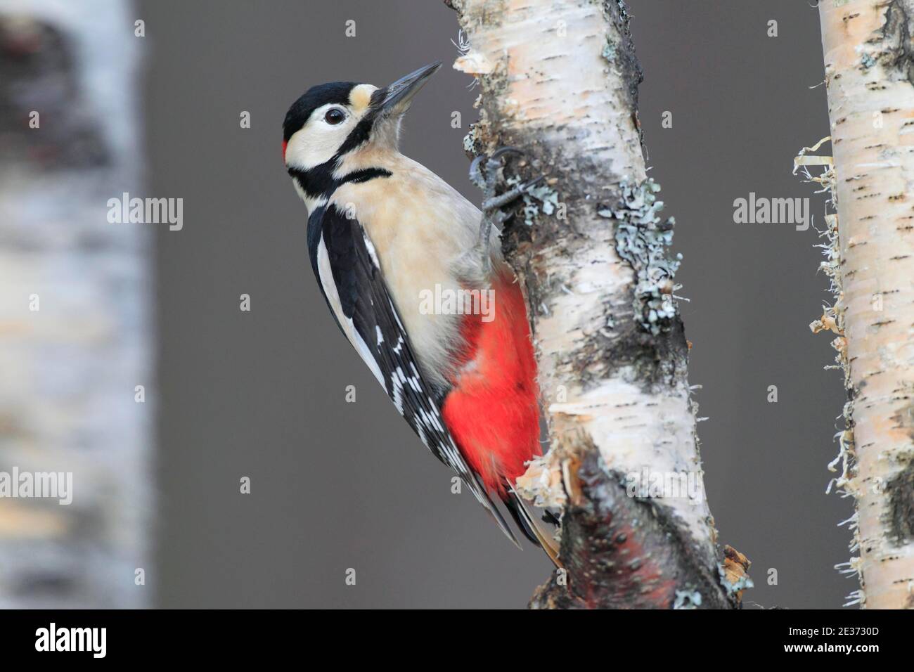 Grande picchio macchiato (Dendrocopos Major), Scozia, Gran Bretagna Foto Stock