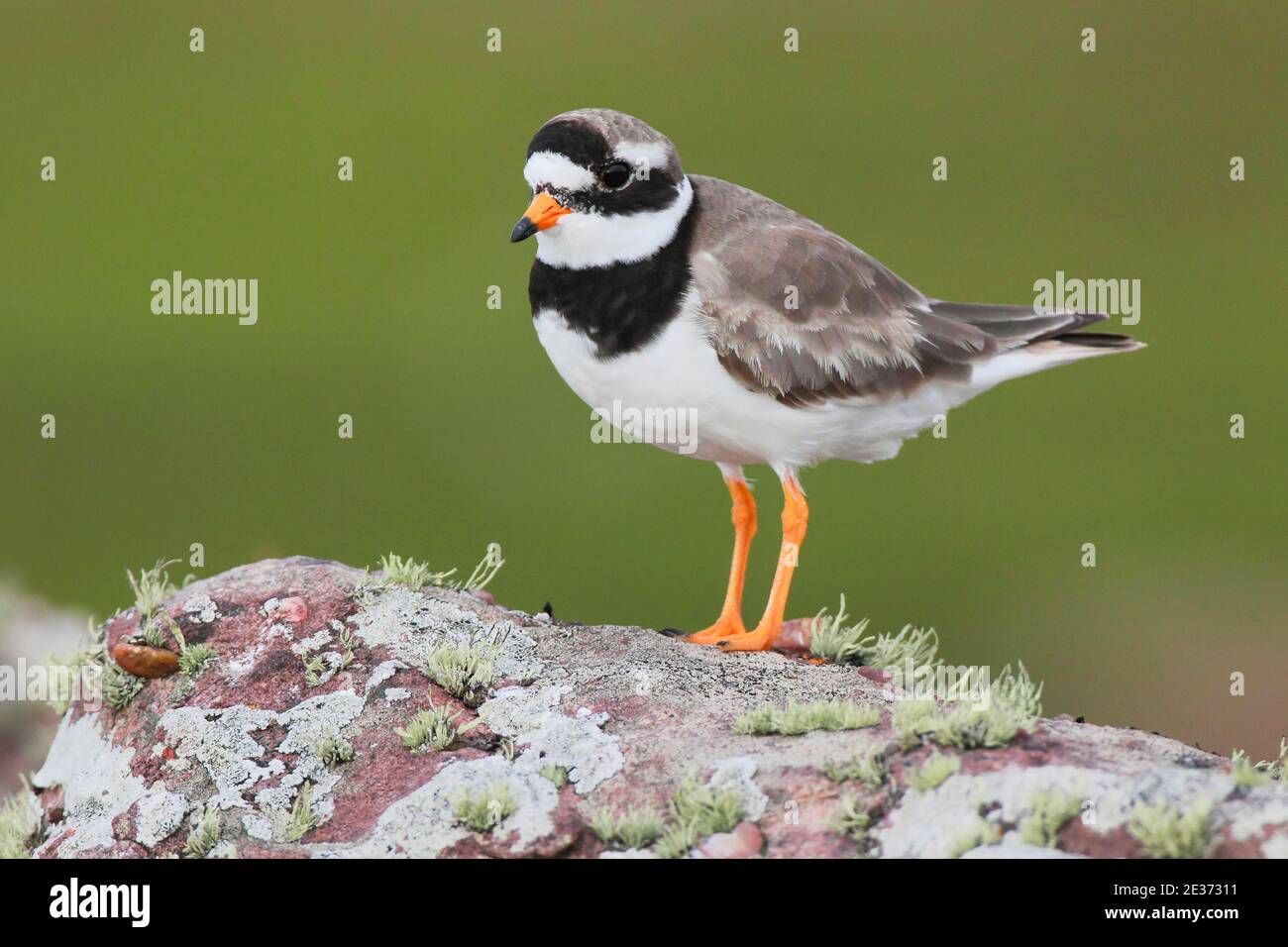 Pover con anello (Charadrius hiaticula), pover con anello Foto Stock