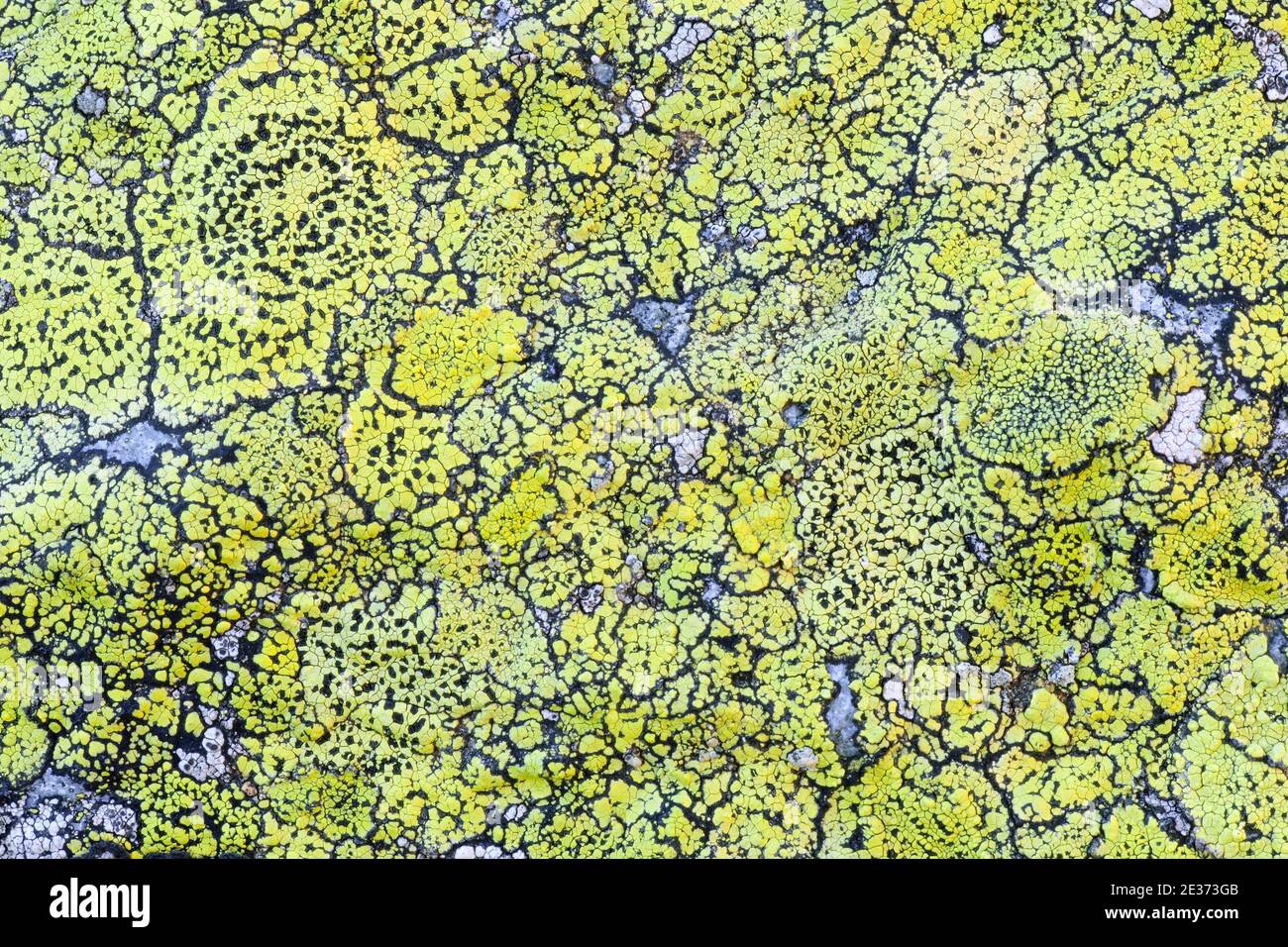 Licheni sulla roccia nelle Alpi svizzere a Sustenpass, estate, Steingletscher, Oberland Bernese, Berna, Svizzera Foto Stock