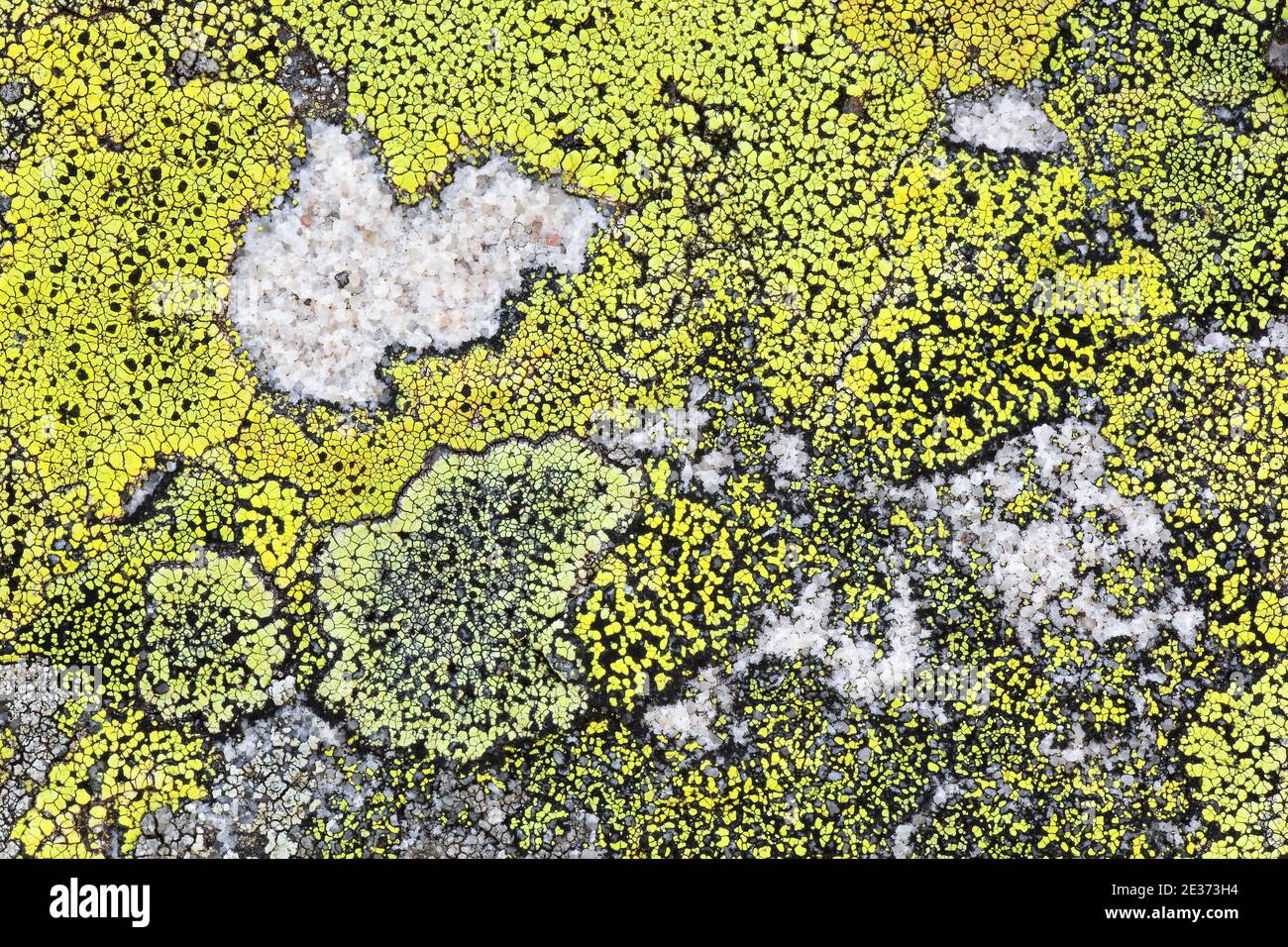 Licheni sulla roccia nelle Alpi svizzere, Oberland Bernese, Berna, Svizzera Foto Stock