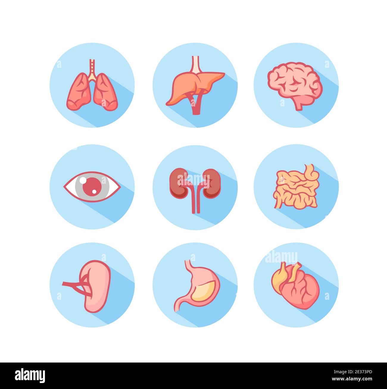 Icone organi umani. Struttura dell'occhio e dei polmoni di lavoro reni anatomici e intestino spesso con stomaco vettoriale. Illustrazione Vettoriale
