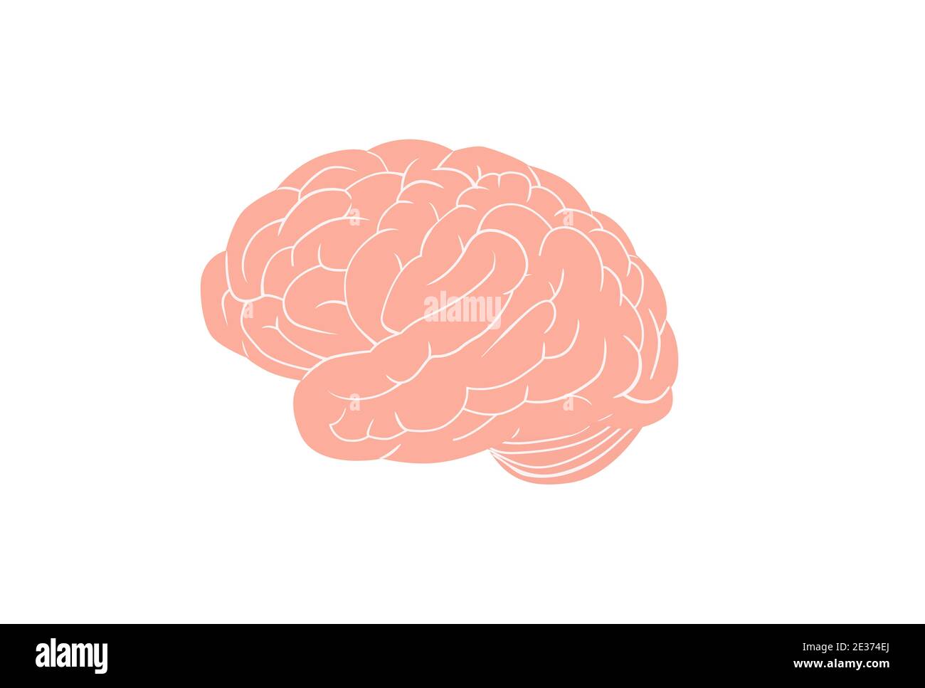 Cervello anatomico. Grande gyrus rosa circonda l'intera circonferenza struttura complessa di intelligenza organo cerebrale. Illustrazione Vettoriale