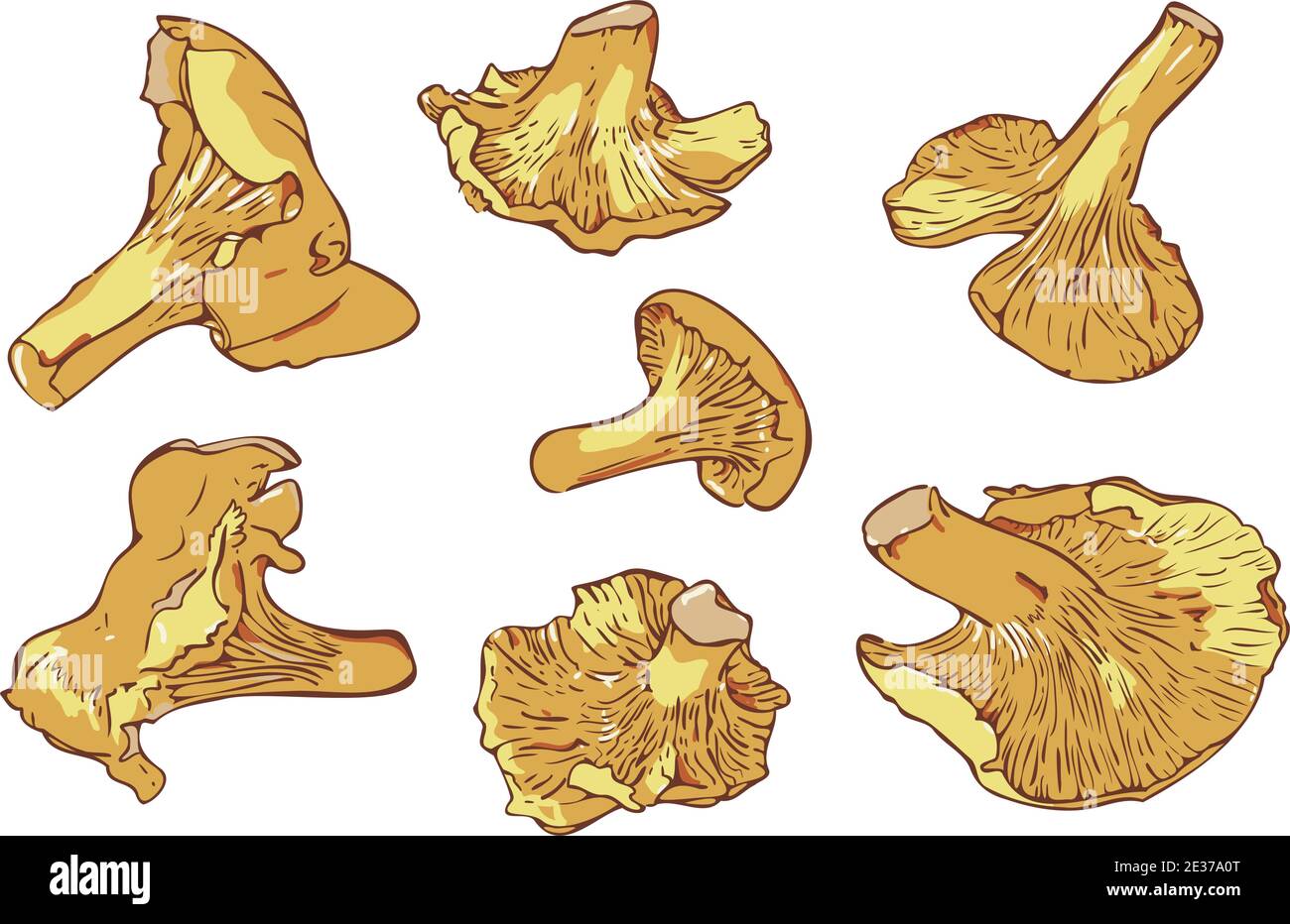 Set di illustrazioni vettoriali con funghi isolati su sfondo bianco. Design realistico Cantharellus cibarius. Illustrazione Vettoriale