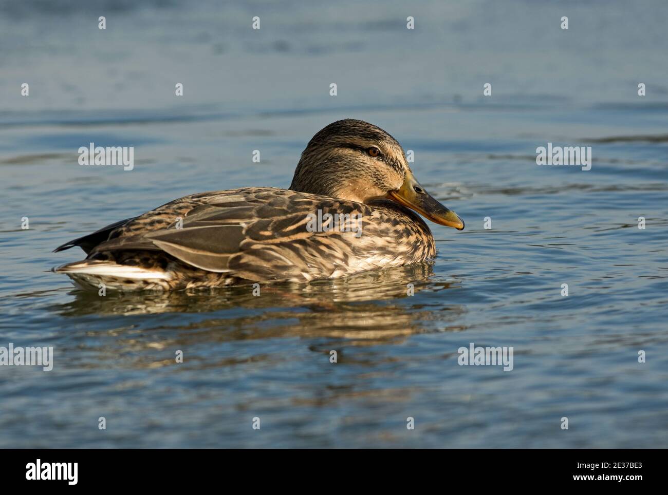 Femmina Mallard, Anas platyrhynchos, sul lago al BBOWT's Nature Discovery Centre, Thatcham, Berkshire, 28 febbraio 2018. Foto Stock