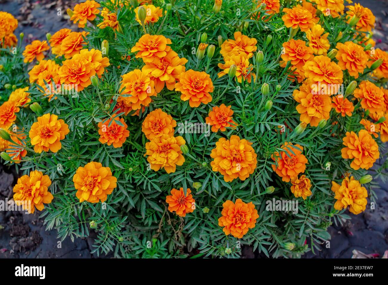 Bellissimi tagetes arancio brillante o fiori di Marigold, che crescono in giardino Foto Stock