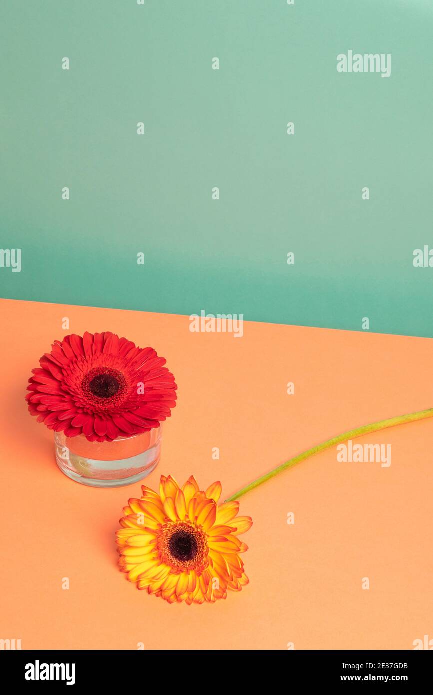 Due gerbere a margherita sul tavolo. Minimalismo concettuale, giorno di San Valentino Foto Stock