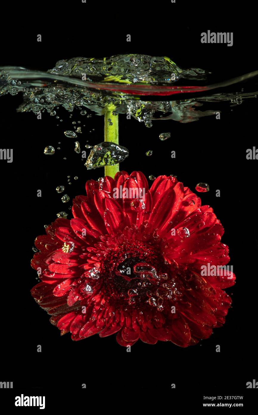 Gerbera rossa a margherita in acqua spruzzi con sfondo nero Foto Stock
