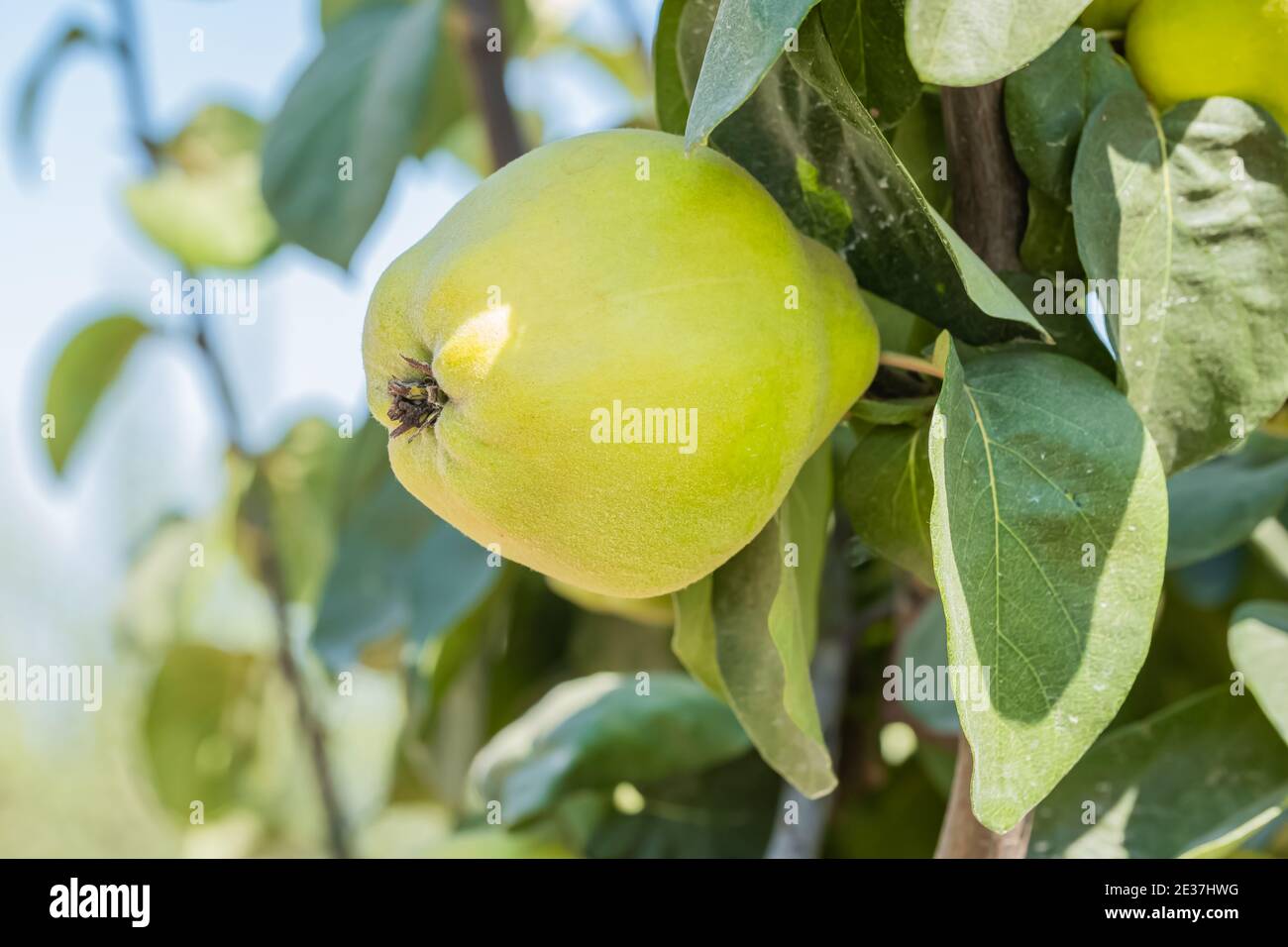 Frutti di mela cotogna in frutteto. Cibo sano, biologico e delizioso, in attesa di raccolta. Foto Stock