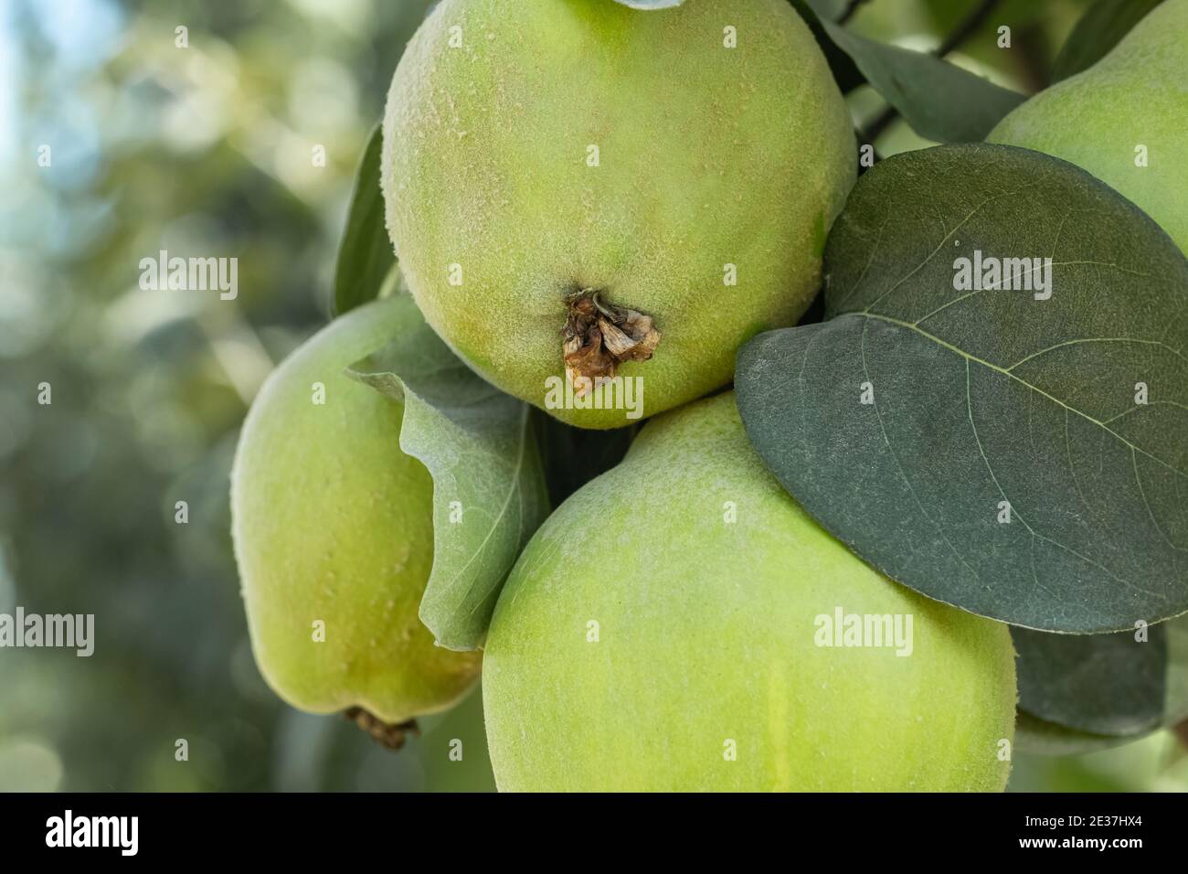 Frutti di mela cotogna in frutteto. Cibo sano, biologico e delizioso, in attesa di raccolta. Foto Stock