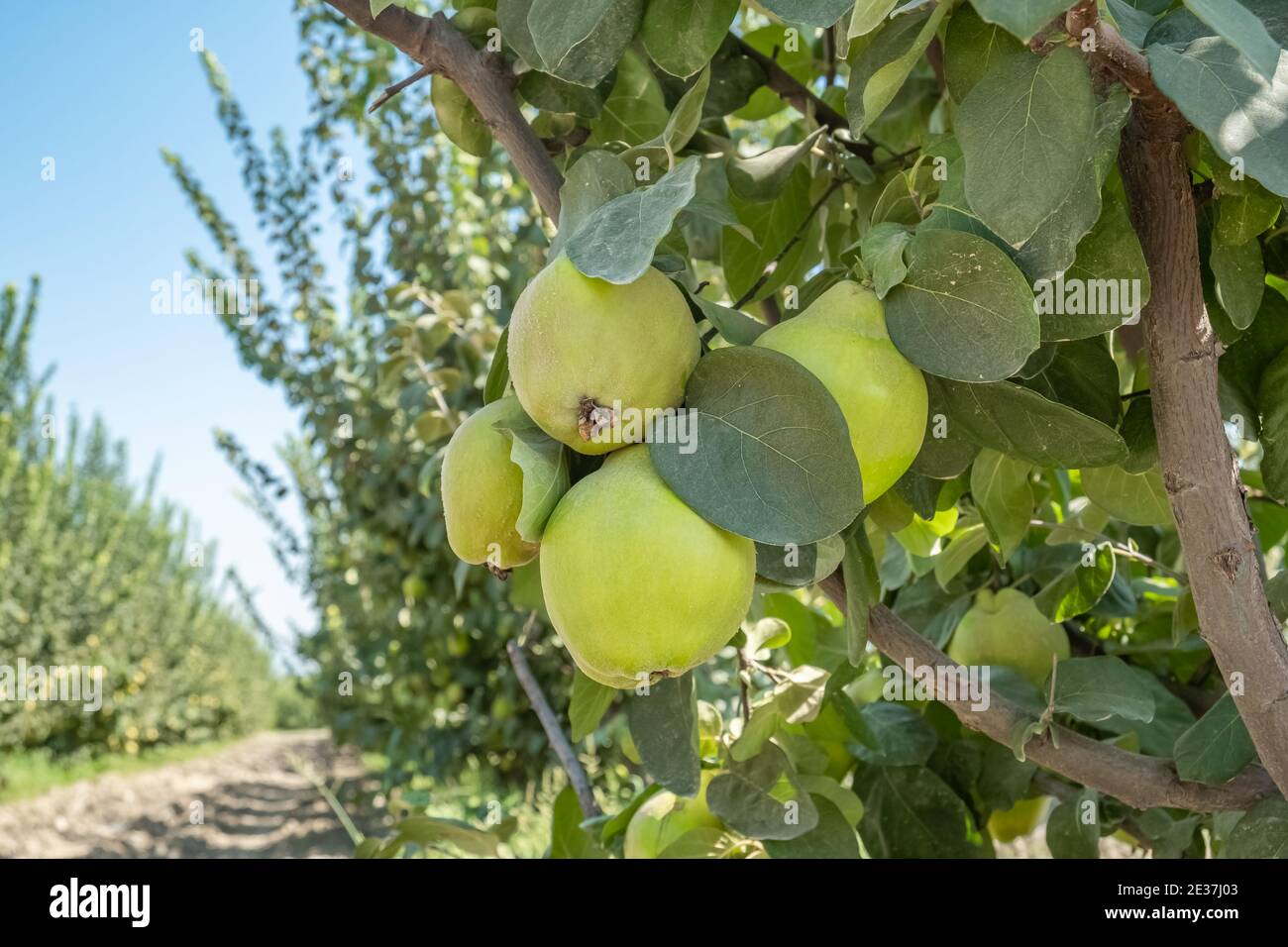 Frutti di mela cotogna in frutteto. Cibo sano, biologico e delizioso, in attesa di raccolta. Foto Stock