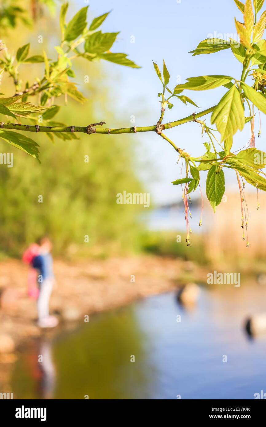 Paesaggio primaverile con rami verdi dell'albero primaverile. Acer negundo Plant. Foto Stock