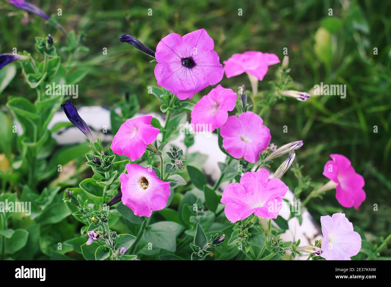 Bindweed, Convolvulus sp. Fiore viola, erbacce perniciose pianta. Foto Stock