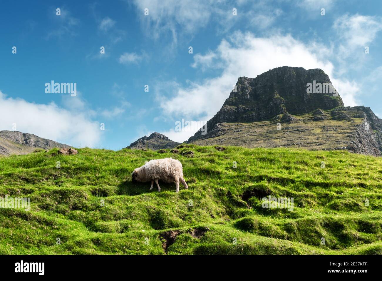 Vista mattutina sulle isole Faroe estive con pecore in primo piano e montagne sullo sfondo. Isola di Vagar, Danimarca. Fotografia di paesaggio Foto Stock