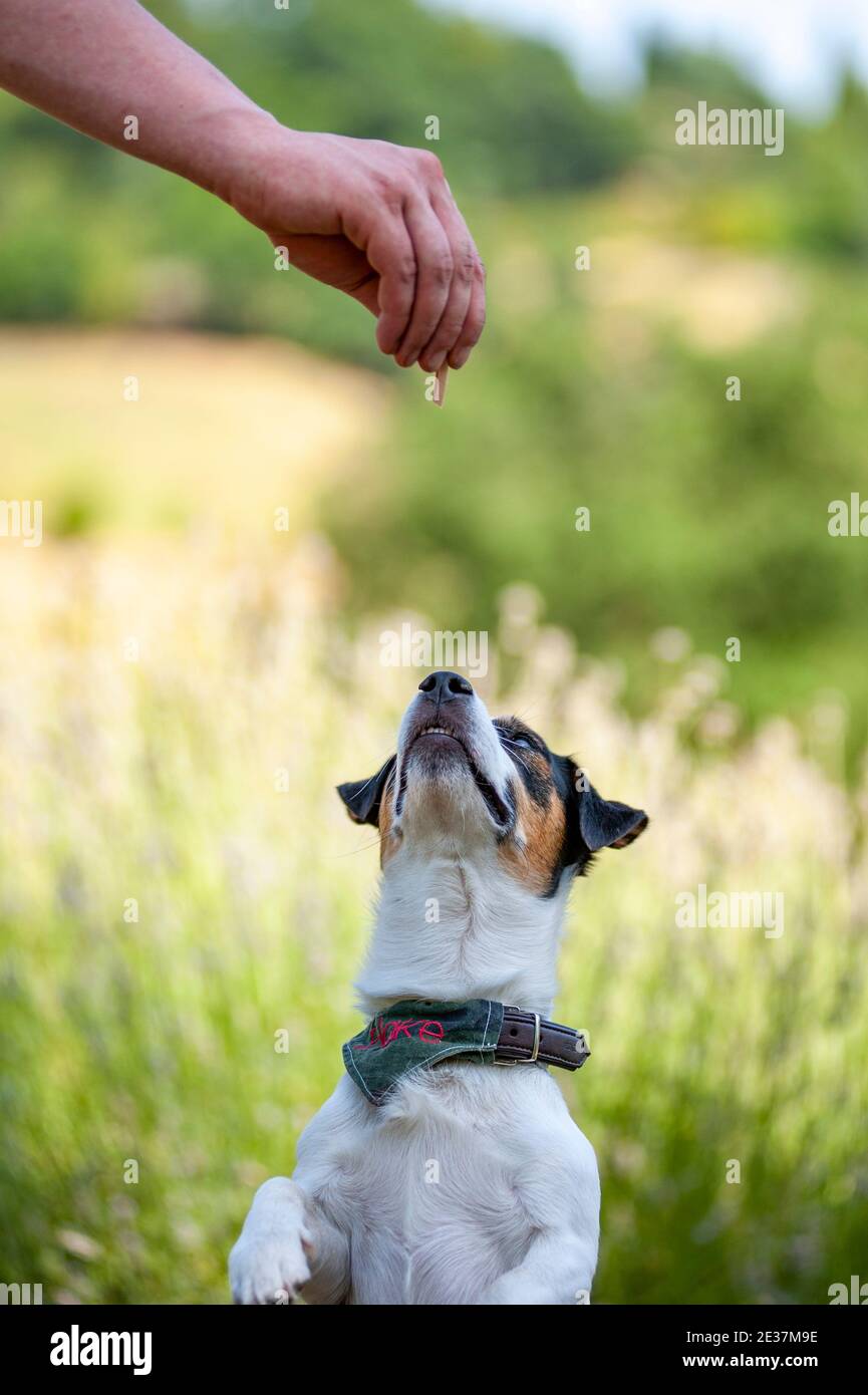 Jack Russell Terrier eseguire trucchi. Cani addestrati in piedi su due gambe con zampe anteriori in aria e miranti a un trattamento da parte delle mani del formatore Foto Stock