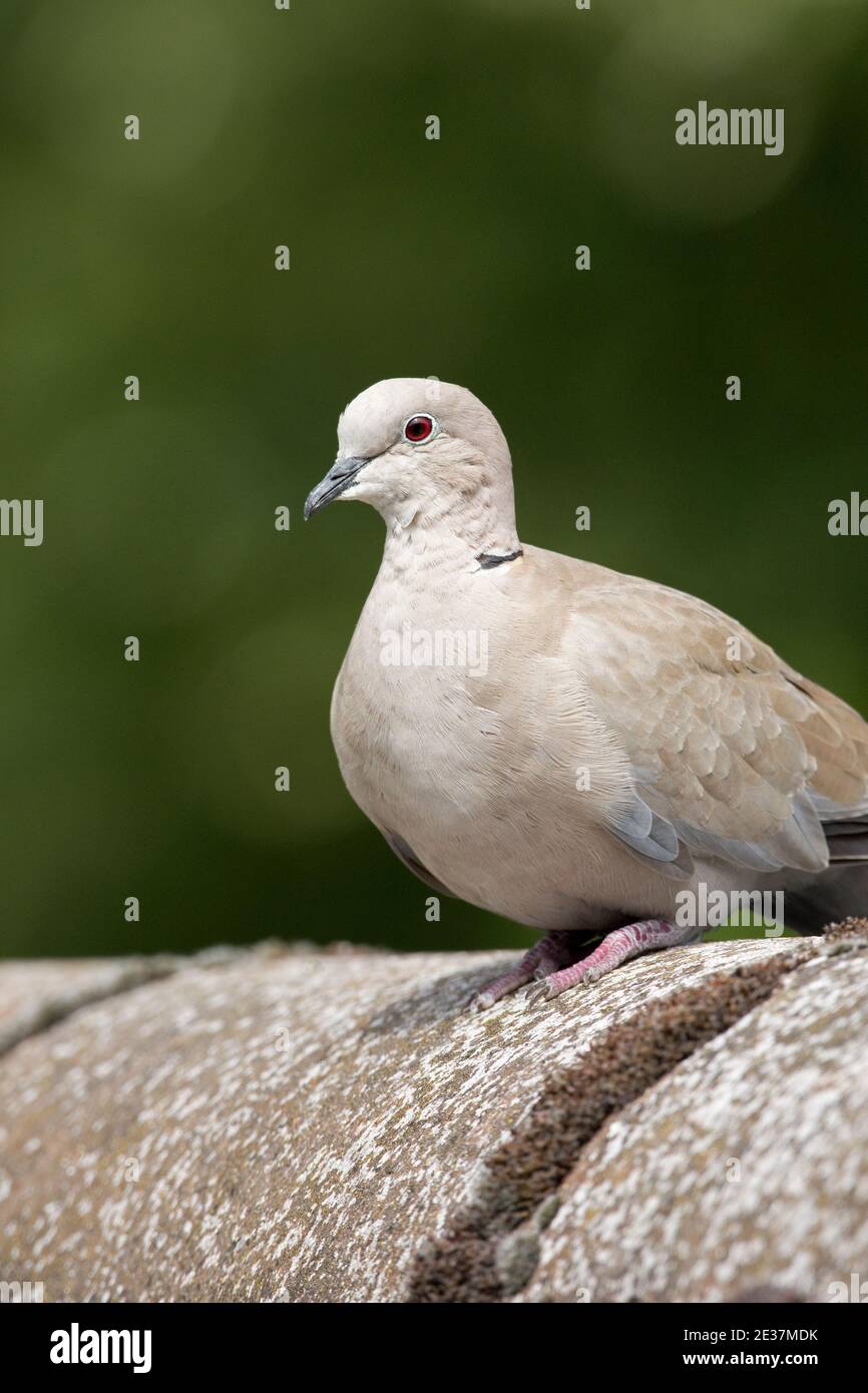 Collard dove, Streptopelia decaocto, a riposo su un tetto di edifici in un giardino a Harwell, Oxfordshire, 22 luglio 2018. Foto Stock