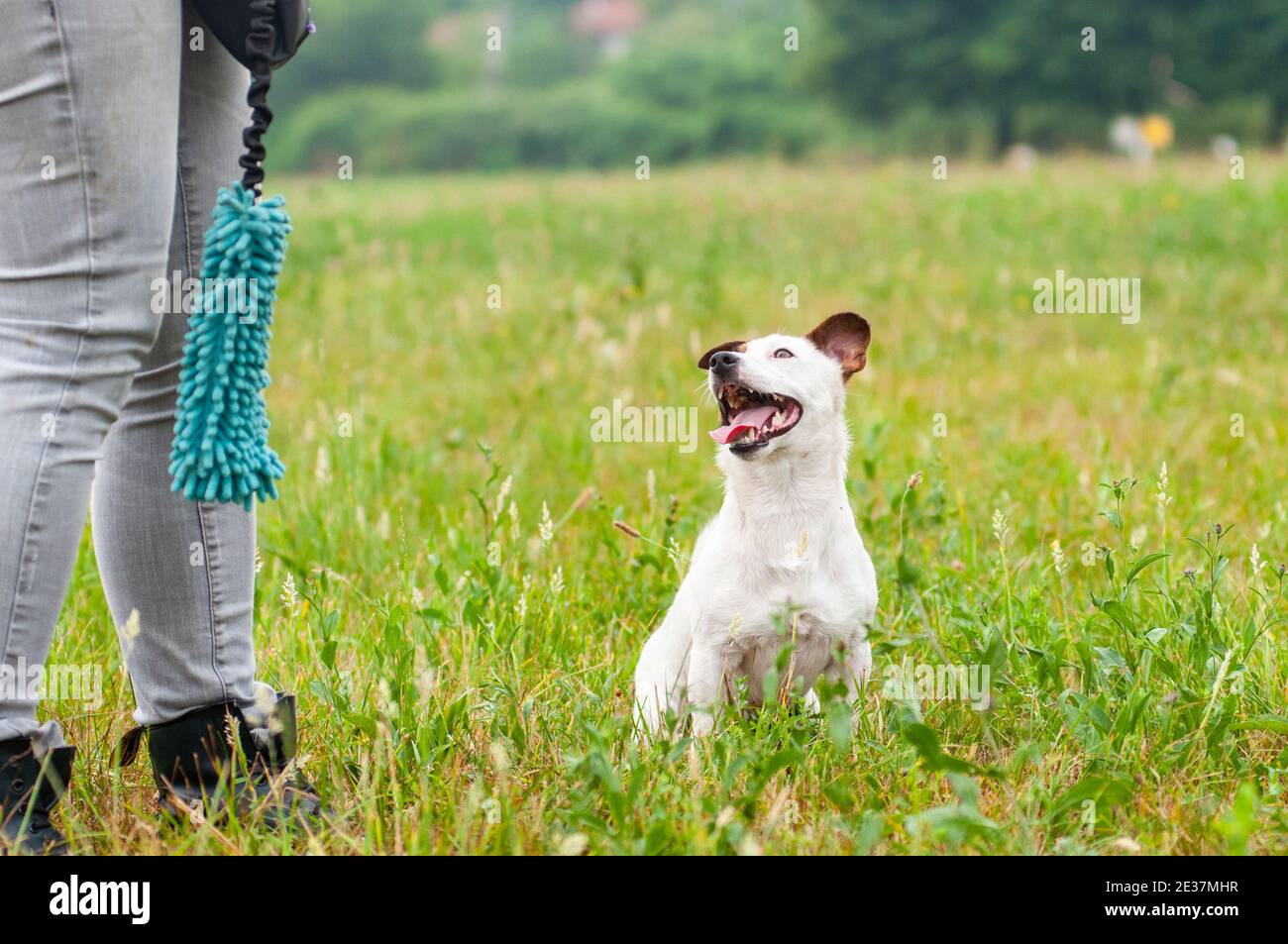 Jack Russell Terrier è seduto in erba. Ambiente naturale, lingua fuori. Il cane è in attesa di comando dal formatore Foto Stock