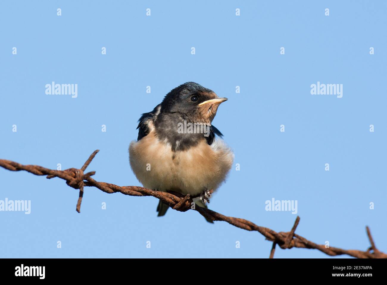 Recentemente fuggito Juvenile Swallow, Hirundo rustica, arroccato su recinzione spinato in filo metallico in attesa di essere alimentato, New York, Lincolnshire, 13 settembre 2018. Foto Stock