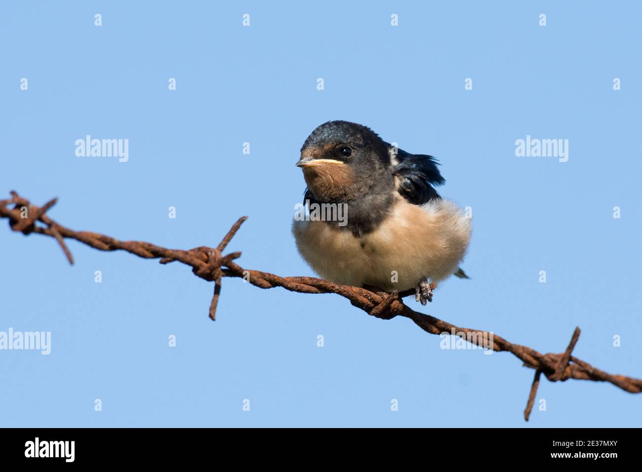 Recentemente fuggito Juvenile Swallow, Hirundo rustica, arroccato su recinzione spinato in filo metallico in attesa di essere alimentato, New York, Lincolnshire, 13 settembre 2018. Foto Stock