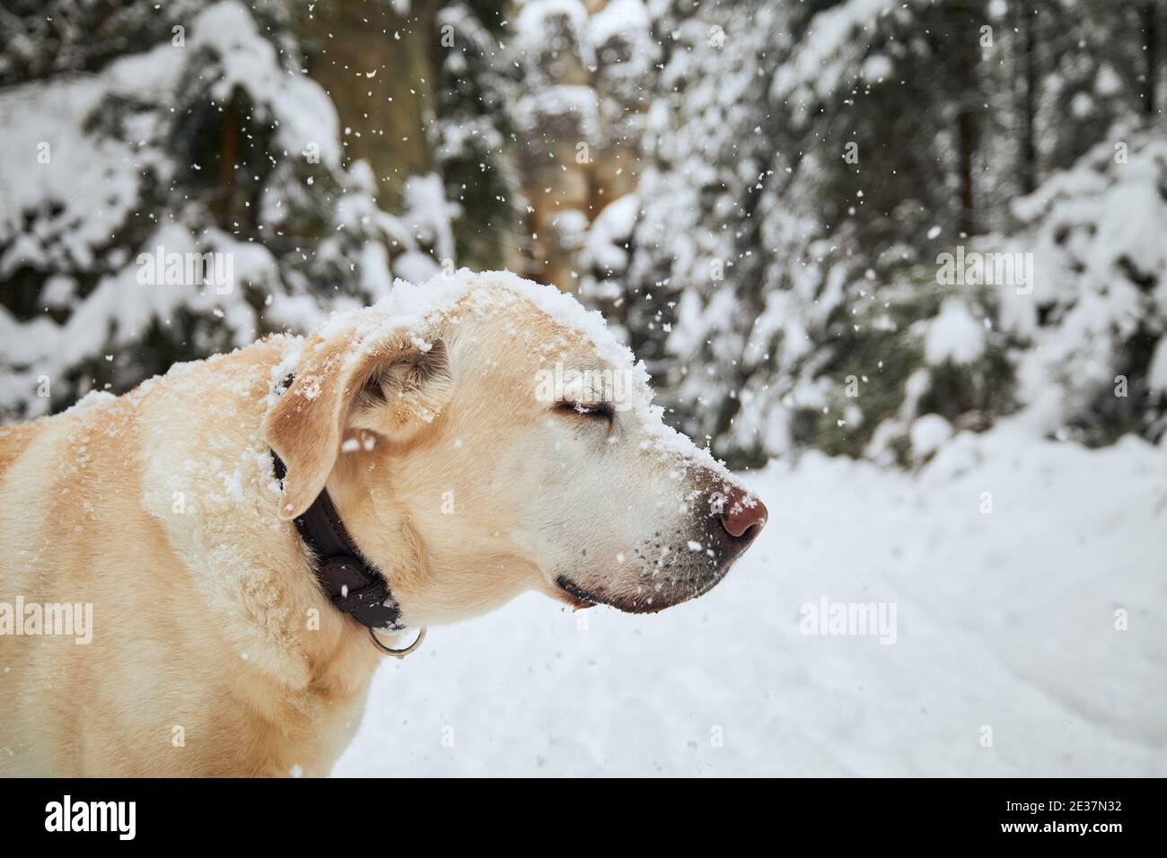 Testa innevata di labrador Retriever. Carino cane ritratto nella natura invernale durante la nevica. Foto Stock