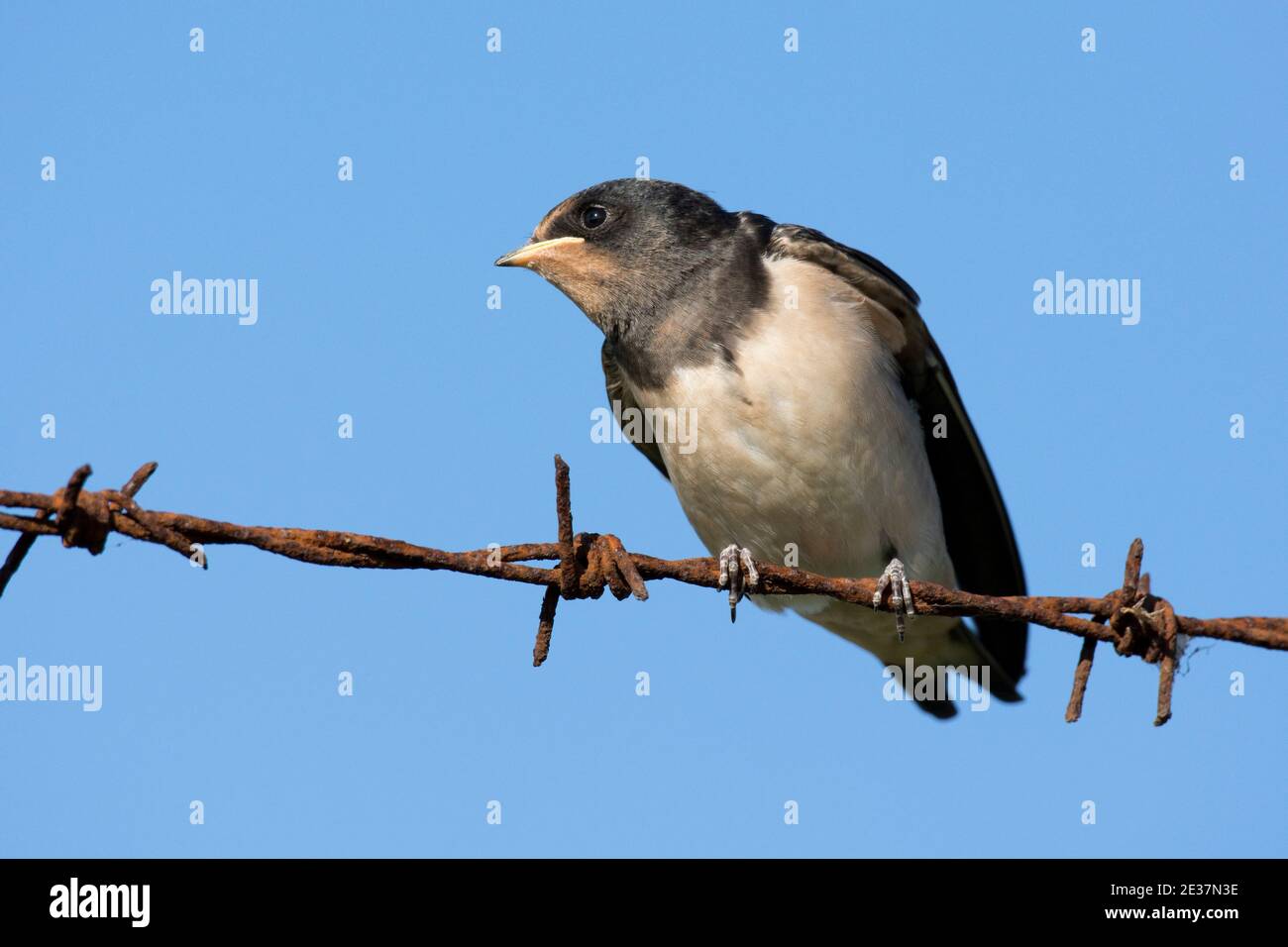 Recentemente fuggito Juvenile Swallow, Hirundo rustica, arroccato su recinzione spinato in filo metallico in attesa di essere alimentato, New York, Lincolnshire, 13 settembre 2018. Foto Stock