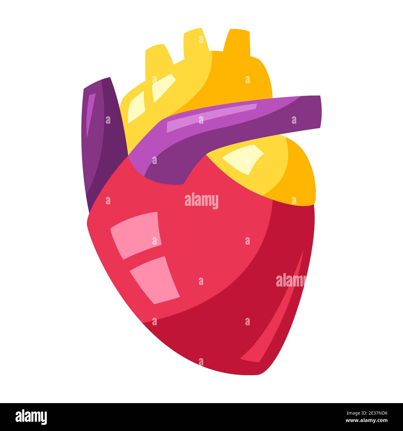 Illustrazione del cuore umano. Illustrazione Vettoriale