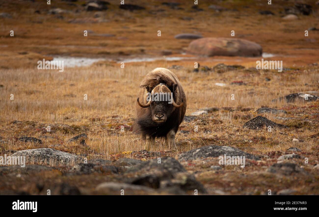 Muskox - tundra artica canadese Foto Stock