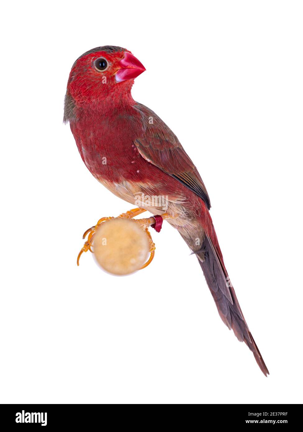 Maschio Crimson Finch bianco belluto aka Neochmia phaeton evangelinae uccello. Seduto su un ramo di legno. Isolato su sfondo bianco. Foto Stock