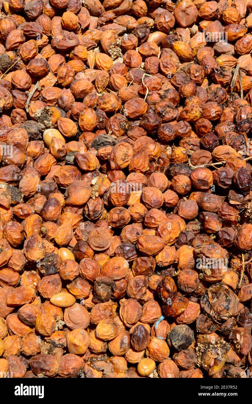 Essiccare i frutti dell'albero di argan nella procedura di fare l'olio di argan. Marocco. Foto Stock