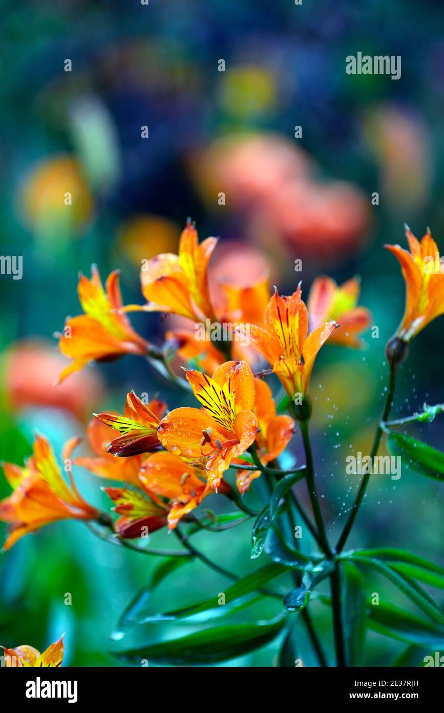 Marmellata di alstroemeria, giglio peruviano, fiori d'arancio albicocca, giallo, fiore, fiori, fioritura, perenne, fiori recisi, RM Floral Foto Stock