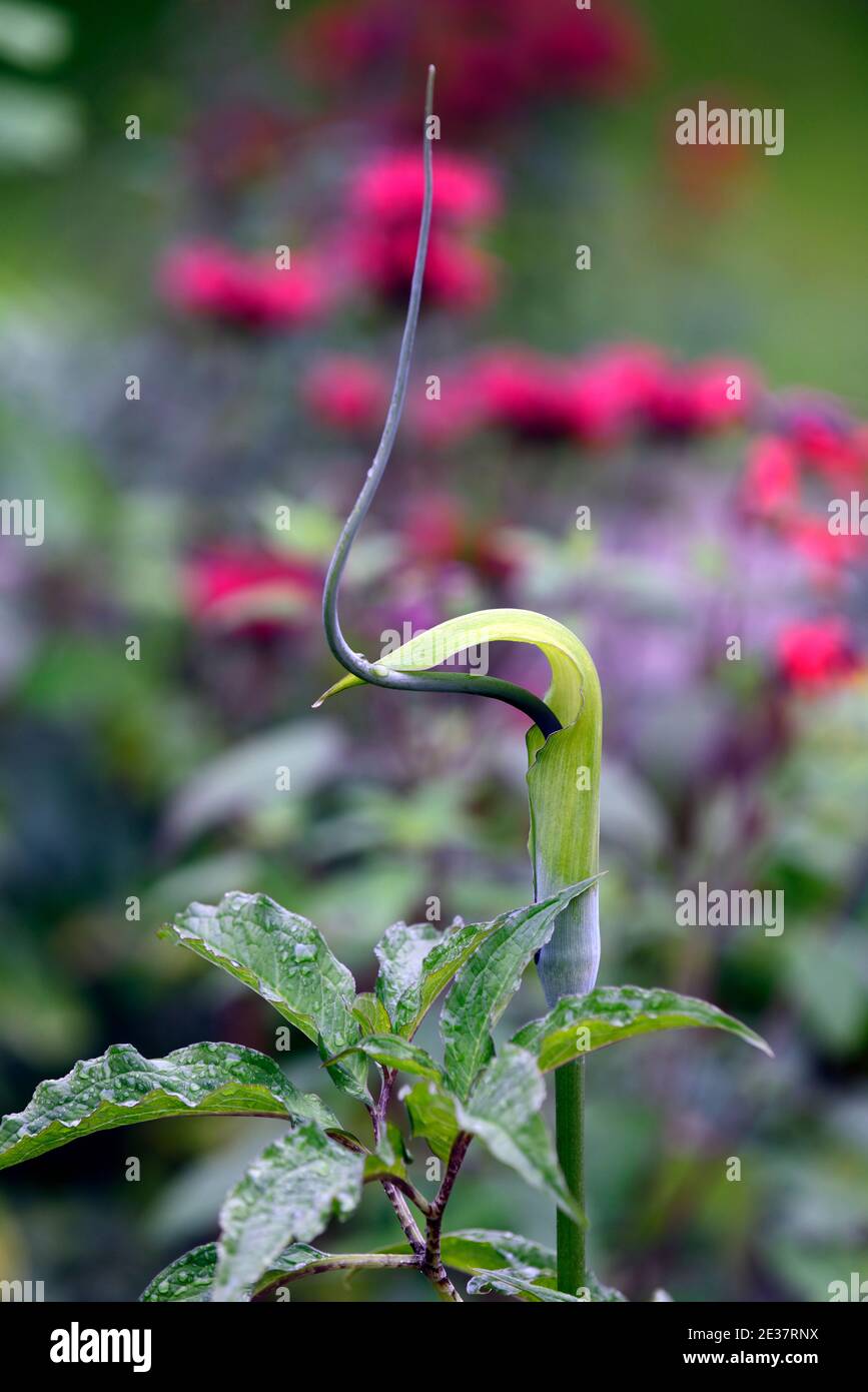Arisaema tortuosum,Whipcord Cobra Lily,spadix,jack-in il pulpito,fiore verde,fiori verdi,foglie,fogliame,esotico, fioritura,arum,arums,RM Floral Foto Stock