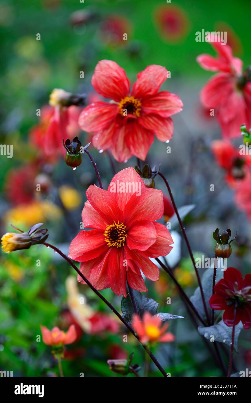 dahlia,dahlias singolo,seedling,corallo rosso fiore,corallo rosso fiori,fiori,fioritura,RM floreale Foto Stock