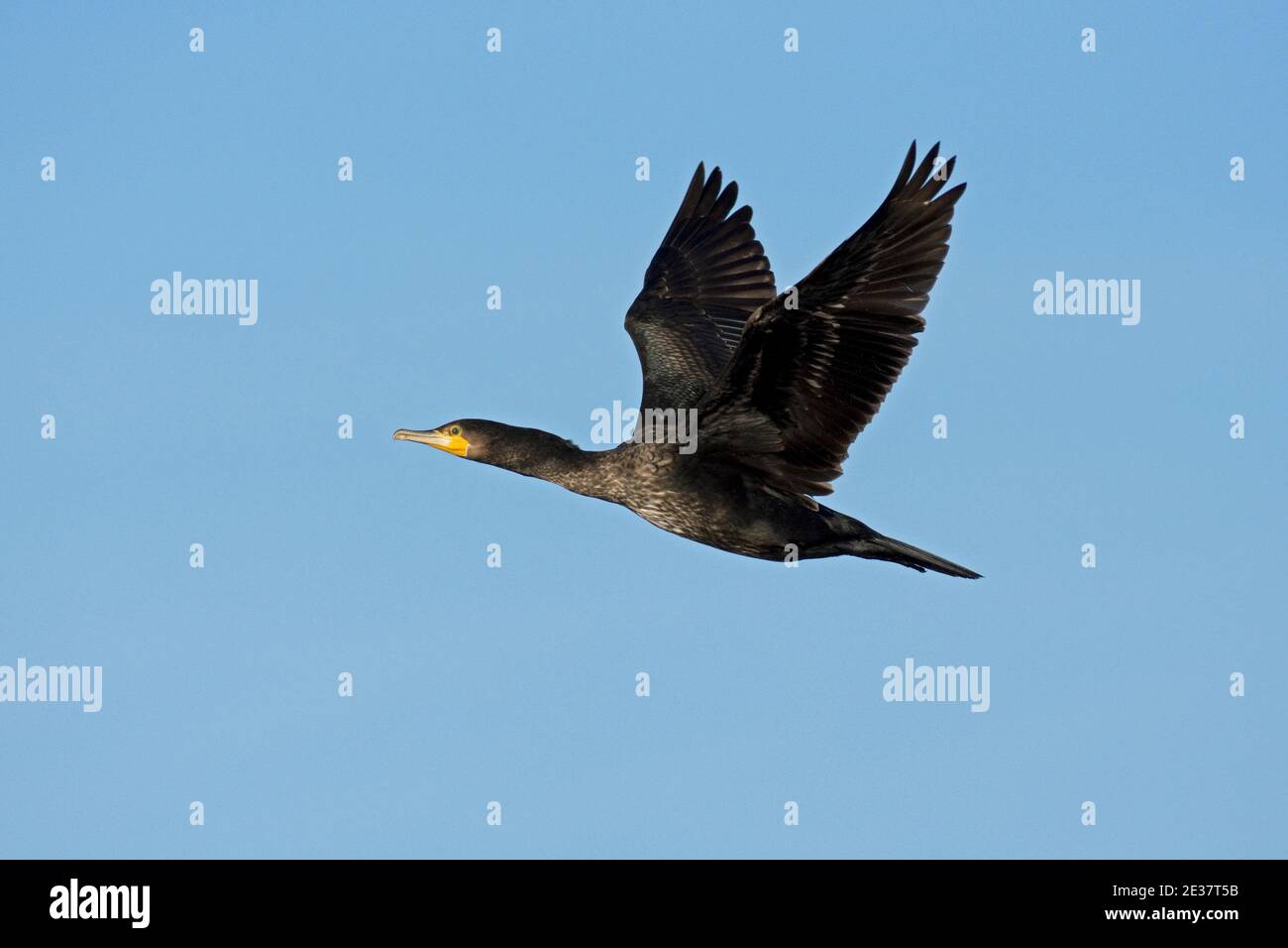 Cormorant, Phalacrocorax carbo, in volo sopra il bacino idrico di Farmoor, Oxfordshire, 17 dicembre 2020. Foto Stock