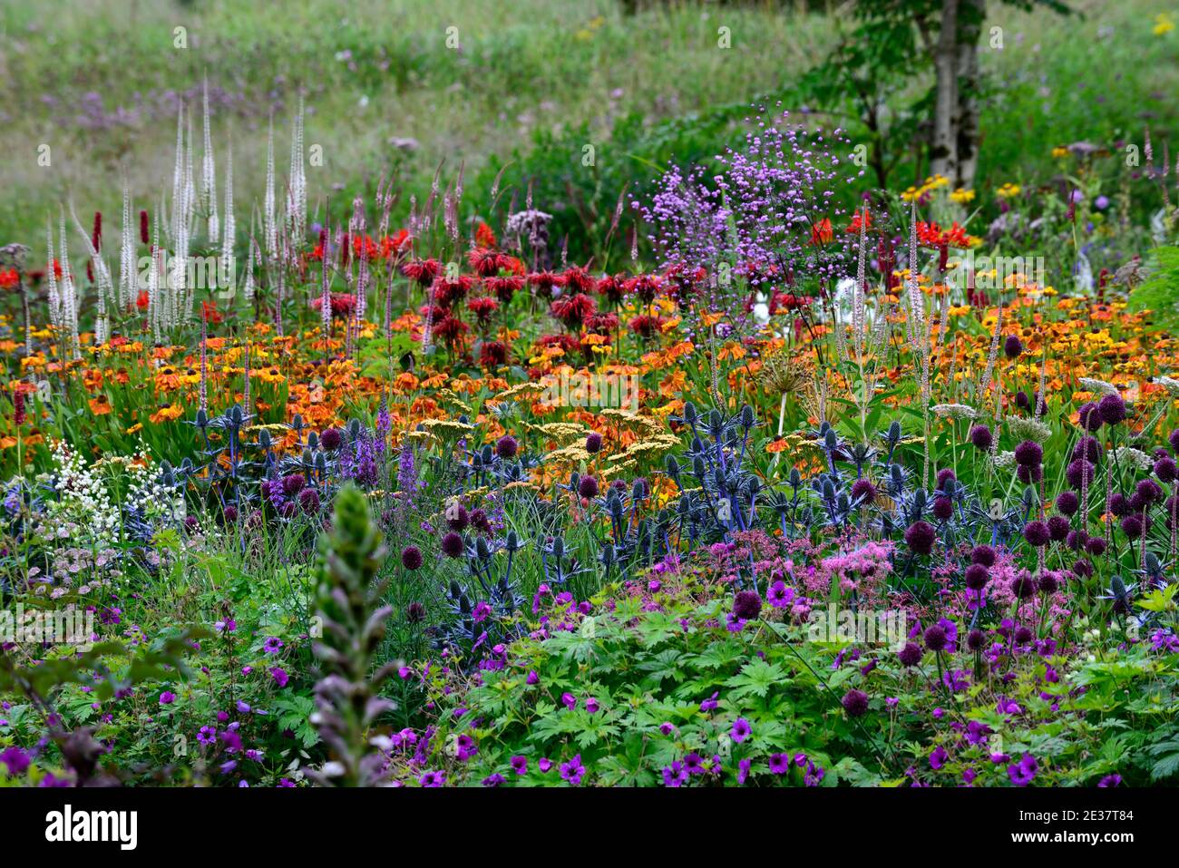 Eryngium X Zabelii Big Blue, Allium phaerocephalon, Geranium Anne Thomson, monarda jacob cline, Elienium Primo Flowerer di Sahin, veronicastrum, arancio blu Foto Stock