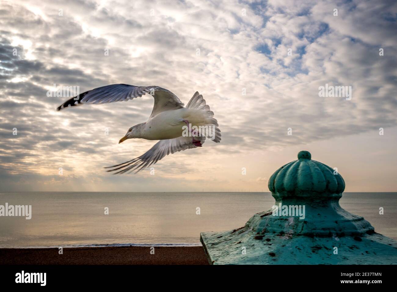 Brighton, 15 gennaio 2021: Un gabbiano che vola alla spiaggia di Brighton Foto Stock