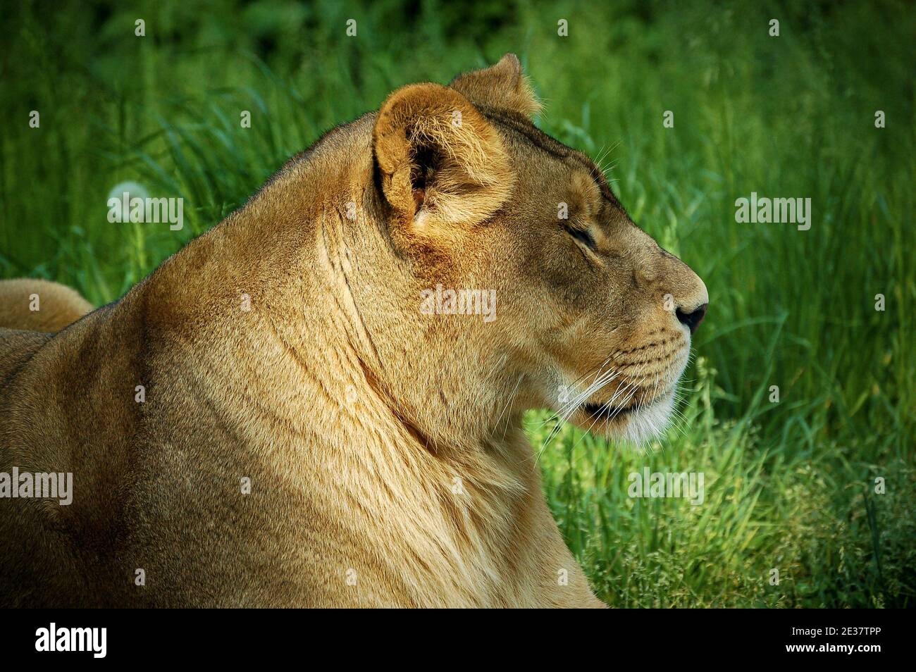 Primo piano di una leonessa che riposa nell'erba verde, vista laterale Foto Stock
