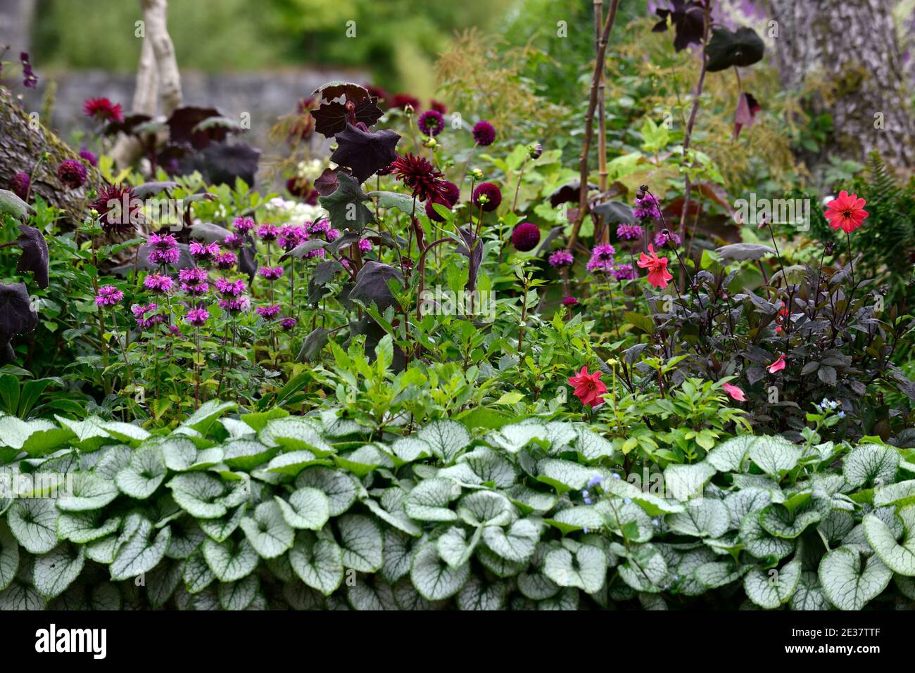 Monarda su Parade,senecio cristobalensis,brunnera macrophylla,dahlia chat noir,dahlias,fiori rossi porpora,fioritura,foglia viola,foglie,fogliame,tenero Foto Stock