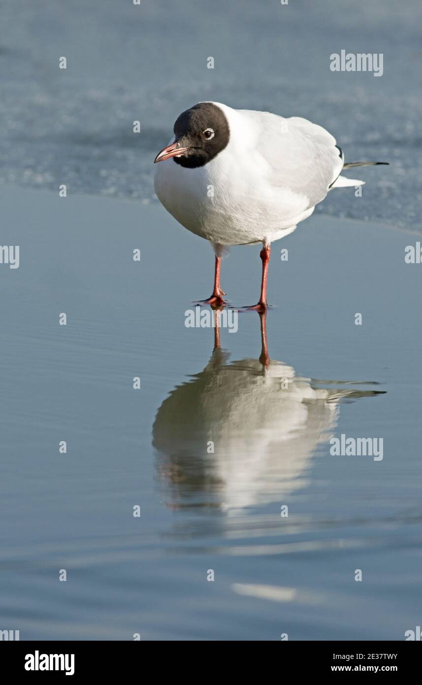 Adulto Gull a testa nera, Chromicocephalus ridibundus, che entra nel piumaggio estivo, in piedi sul lago congelato in Berkshire, Inghilterra, in inverno. Foto Stock