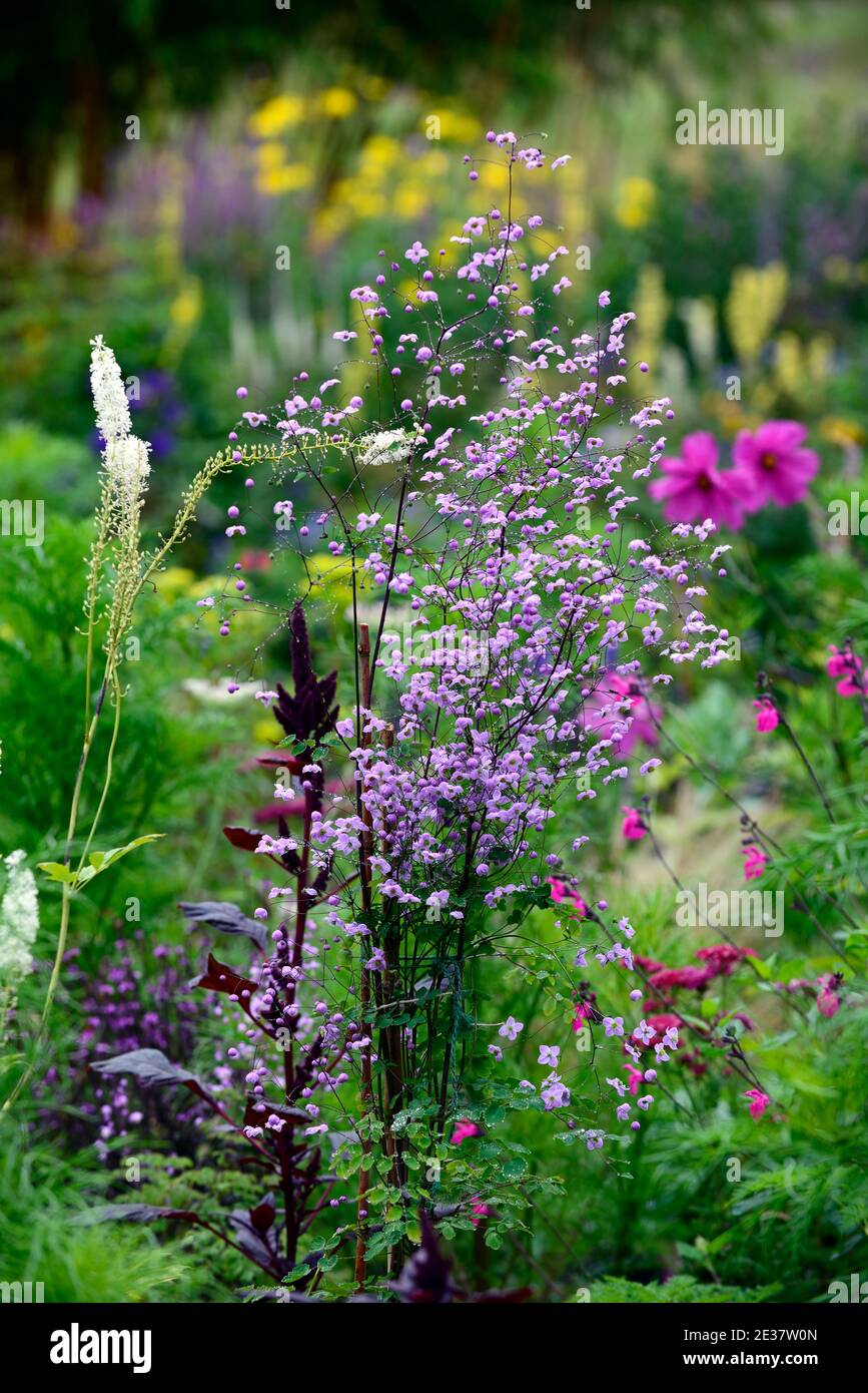 Thalictrum delavayi, Amaranthus cruentus tende di velluto, Salvia microfylla Cerro Potosi, Cosmos bipinnatus Dazzler, salvia letto misto, confine misto, annua Foto Stock